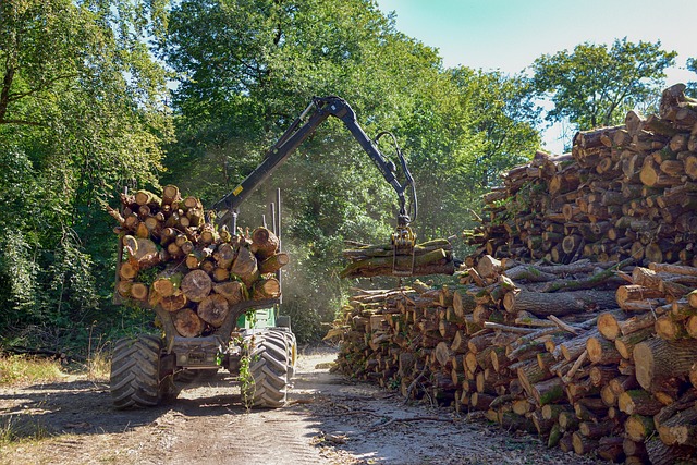 Které slovo nepatří mezi ostatní dřevo hospodářství víra – Rozlišení slov: Které nepatří mezi ostatní?