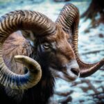Ovce na svaté Lucii: Jaký je význam tohoto svátku?