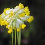 Am 1,1 Bible: Výklad o chovateli ovcí a pastýři