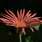 Kdy byla napsána první skutečná bible?