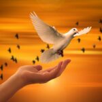 Co znamená v Bibli holubice míru: Symbolika míru v biblickém kontextu